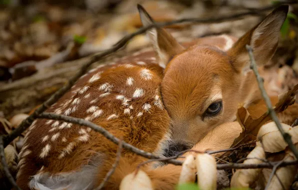 Картинка природа, олень, Baby Bambi