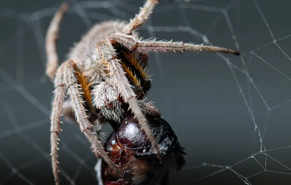 Картинка spider, legs, eyes, fang, dinner