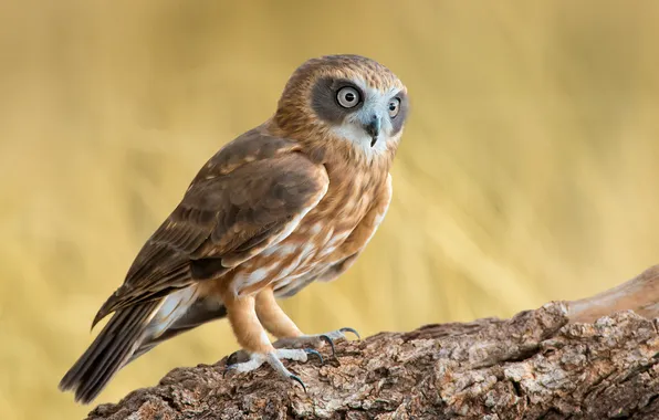 Сова, птица, ветка, Southern Boobook, Ninox novaeseelandiae