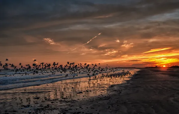 Картинка пляж, закат, океан, чайки, california