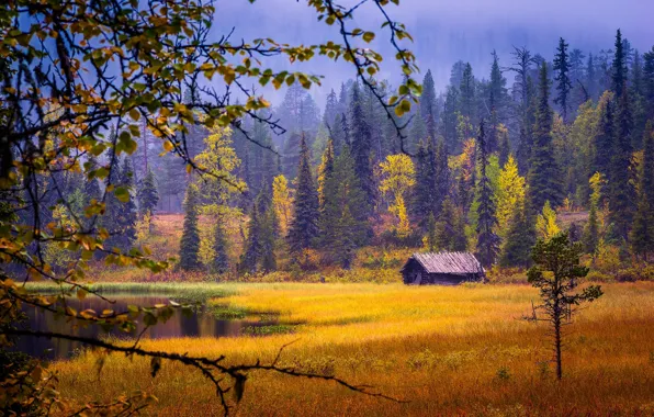 Картинка осень, лес, краски осени, Финляндия, Finland, озерцо, сарайчик