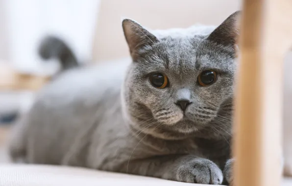 Кошка, кот, взгляд, поза, серый, портрет, лапки, лежит
