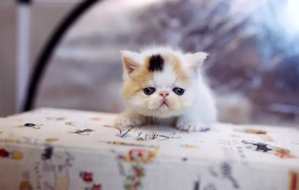 Кошка, белый, кот, котенок, стол, фон, маленький, мордочка