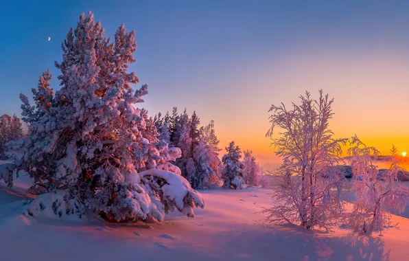 Зима, снег, деревья, закат, Ладожское озеро, Карелия