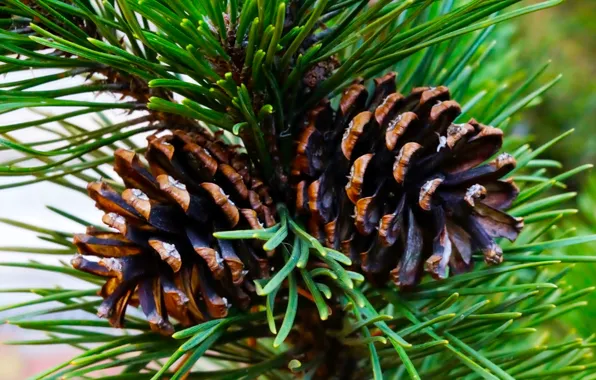 Cones, pine, twig