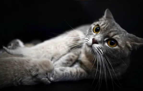 Котенок, новорожденный, серая кошка