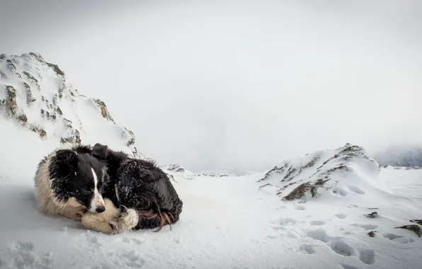 Холод, снег, одиночество, собака