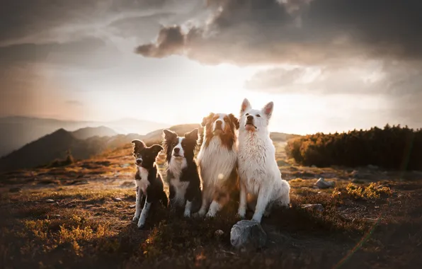 Картинка собаки, горы, квартет