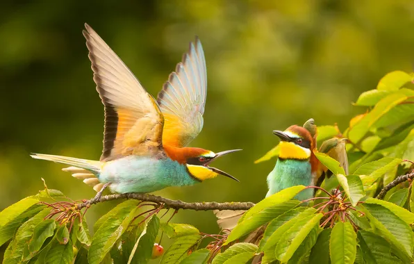 Ветка, птички, Золотистая щурка, Adamec Robert, Bee-eater