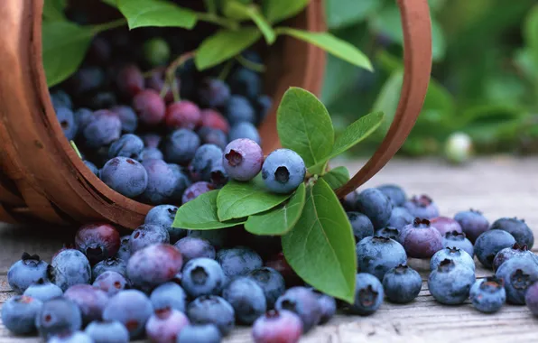 Корзина, черника, blueberry, fruits