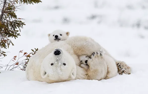 Картинка зима, снег, малыш, медведь, белые