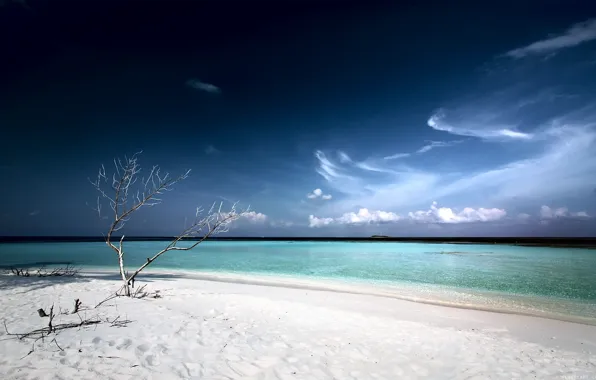 Картинка пляж, лагуна, деревце, белый песок