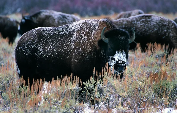 Картинка horns, snow, bison