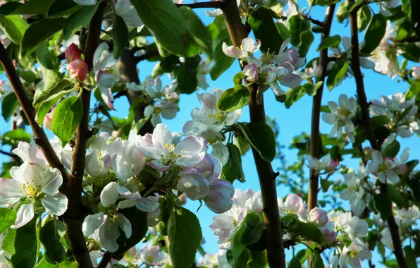 Весна, яблоня, цветение, trees, Spring, bloom, Flowering