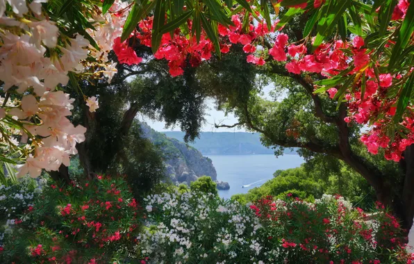 Цветы, Природа, Море, Греция, Nature, Flowers, Sea, Greece