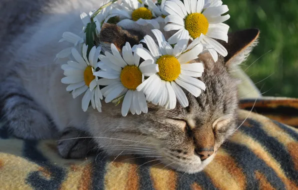 Кошка, кот, цветы, поза, серый, сон, ромашки, спит