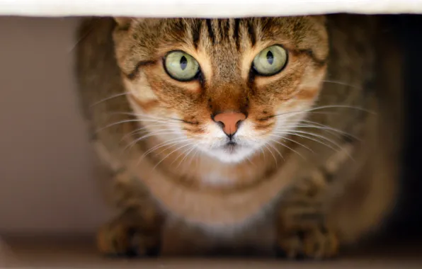 Картинка кошка, усы, взгляд, животное
