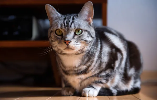 Кошка, кот, взгляд, свет, серый, комната, мебель, пол