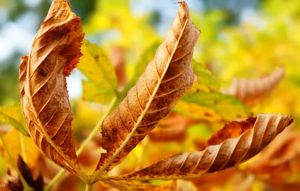 Yellow, autumn, leaf
