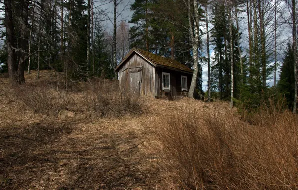 Лес, природа, дома