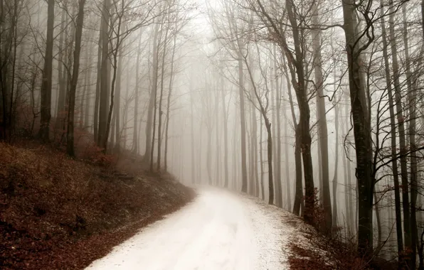 Дорога, лес, природа, туман, forest, winter, зимний день, path
