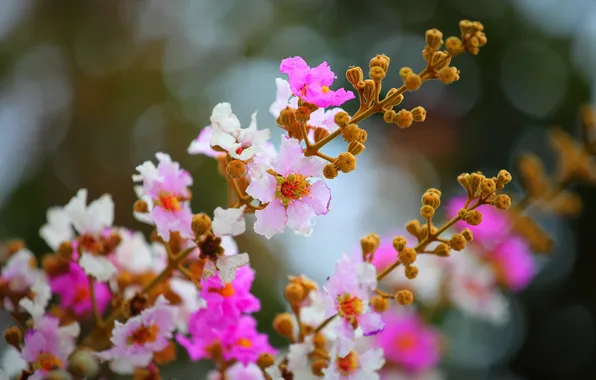 Цветы, природа, растение, лепестки