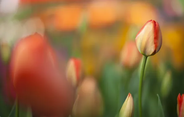 Поле, оранжевый, тюльпан, фокус, весна, размытость