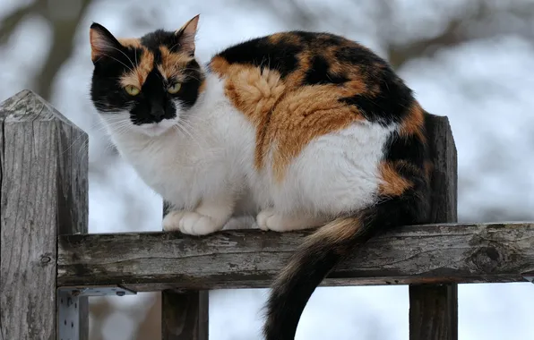 Картинка кошка, забор, сидит, трехцветная