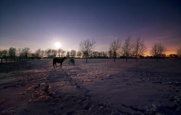 Картинка зима, поле, ночь, кони