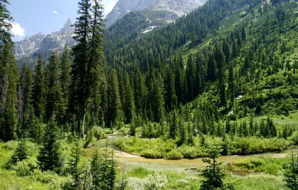 Картинка зелень, лес, горы, USA, речка, Wyoming, Grand Teton National Park, Cascade Canyon