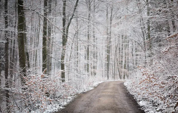 Дорога, осень, лес, снег, природа