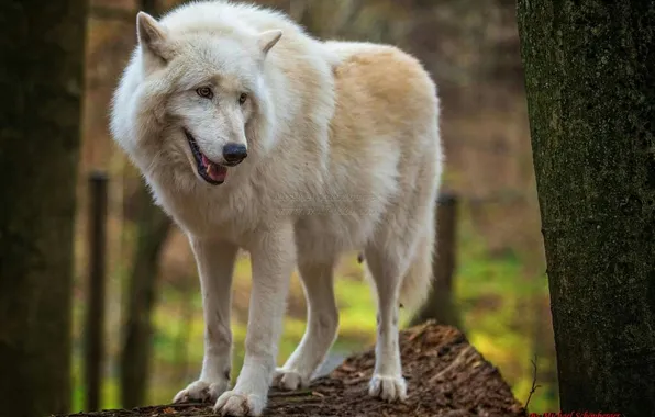 Картинка nature, snow, predator, face, animal, wolf, wildlife, portrait