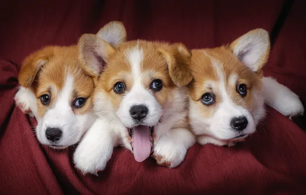 Картинка собаки, щенки, трое, three, dogs, puppies