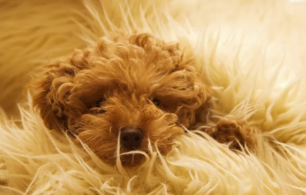 Картинка собака, шерсть, одеяло