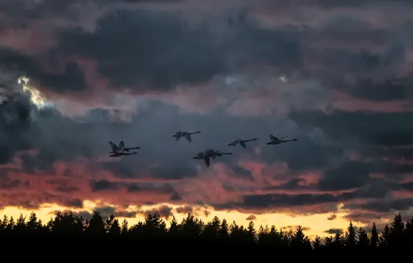 Закат, птицы, природа, полёт, лебеди