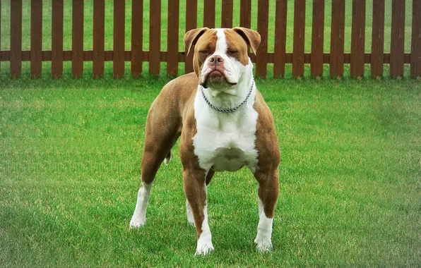 Картинка animals, dog, American bulldog, smooth-haired