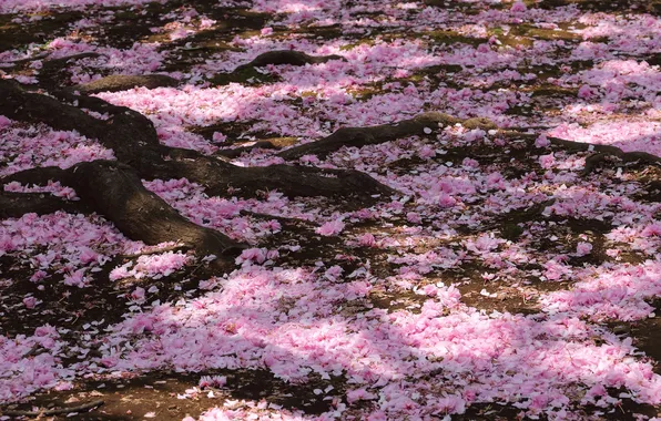Дерево, весна, лепестки, цветение, sakura