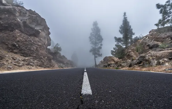 Дорога, деревья, туман, скалы