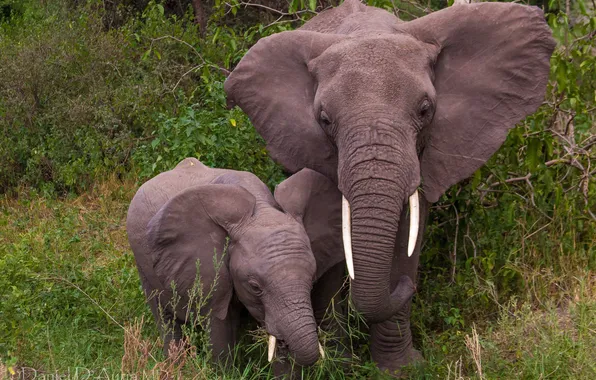 Слоны, слониха, слонёнок