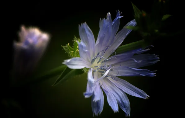 Цветок, макро, природа, Zichorie Cichorium intybus