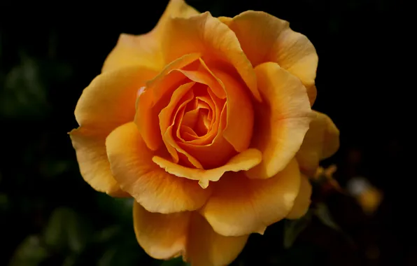 Цветок, темный фон, роза, оранжевая