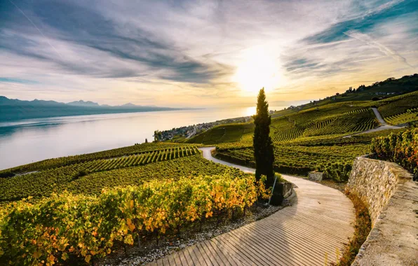 Дерево, поля, Швейцария, виноградники, Lavaux, озеро Женева, Лаво