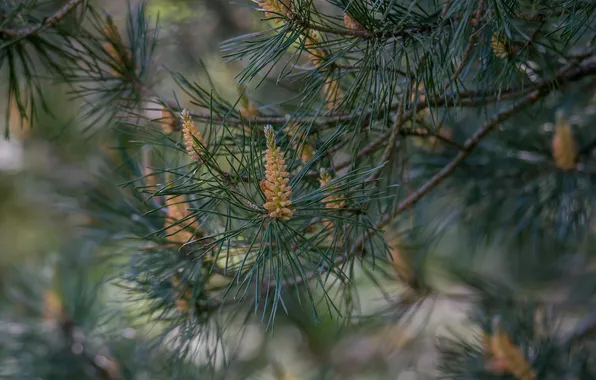 Лес, природа, цветение, сосна