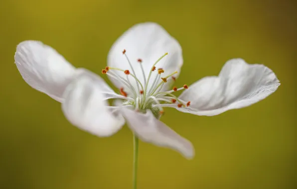 Белый, цветок, макро