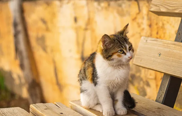 Кошка, взгляд, поза, котенок, мордашка