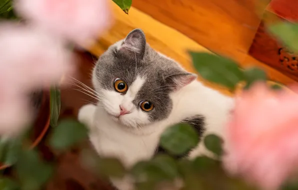 Кошка, листья, котенок, мебель, мордашка, боке, серый с белым