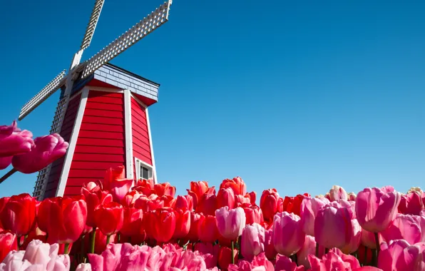 Небо, цветы, тюльпаны, Нидерланды, ветряная мельница