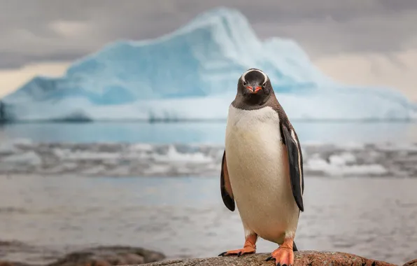 Льды, пингвин, Антарктида