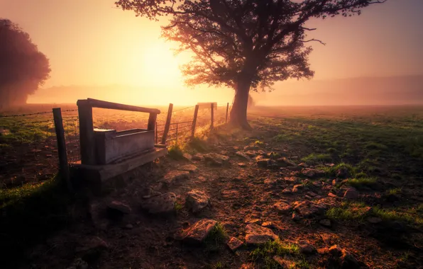 Картинка поле, трава, природа, туман, дерево, земля, забор, утро
