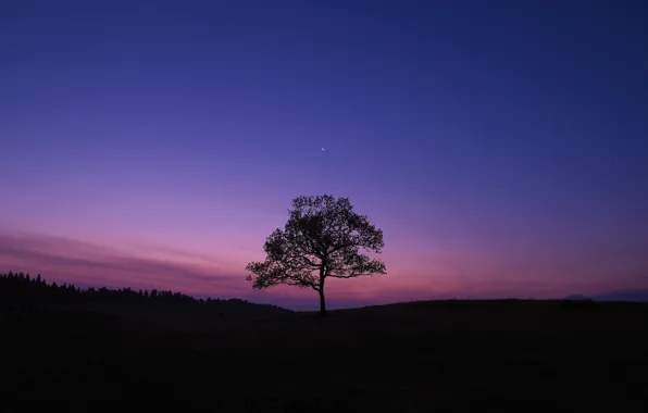 Картинка небо, дерево, вечер, Луна, X-Pro1, Fujifilm